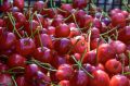 Крымские аграрии собрали 39 тонн черешни, – Рюмшин