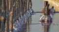 Засуха может повлиять на добычу розовой соли в Крыму
