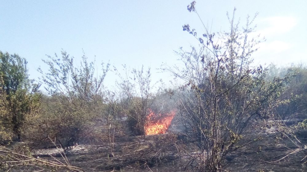 Спасатели обращают внимание: В МЧС продолжают фиксировать крупные возгорания сухой растительности