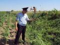 В Крыму правоохранители занялись поиском незаконных посевов мака и конопли