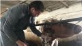 Специалистами ГБУ РК «Симферопольский районный ВЛПЦ», проводится плановый забор венозной крови у крупного рогатого скота