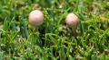 На евпаторийской "Арене-Крым" пошли в рост грибы