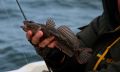 К сведению крымских любителей морской рыбалки