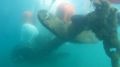 Спасатели подняли со дна Феодосийской бухты столетний якорь