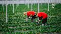 В Крыму собрали 820 тонн поздней земляники садовой