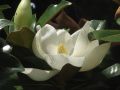 В Никитском ботаническом саду — удивительная красота. Цветёт магнолия