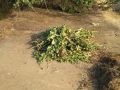 В Ленинском районе Крыма мужчина устроил «схрон» наркосодержащих растений