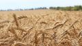 Минсельхоз Крыма заключил соглашения с 17 фермерами республики на получение средств грантовой поддержки – Андрей Рюмшин