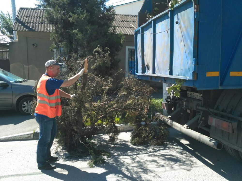 На четырёх улицах Симферополя спилили опасные для жизни деревья