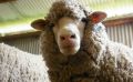 В Крыму стартовал не только курортный сезон, но и сезон… стрижки овец
