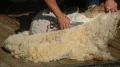 Аграрии Крыма настригли первые 100 тонн шерсти