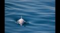 В Черном море обнаружили уникального дельфина