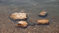 Не высохло, но исчезло: в Сочи пропало заповедное озеро