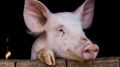 Госкомветеринарии Крыма информирует о необходимости соблюдения мер по профилактике африканской чумы свиней на территории Республики Крым