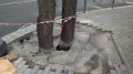 В Ялте спасут от гибели залитые бетоном деревья