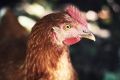 Ветеринары Джанкоя проводят профилактику болезней у птиц