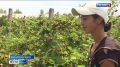 В Крыму собрали первый урожай ежевики