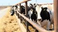 Андрей Рюмшин: Господдержка на производство собственного молока в Республике Крым увеличена в три раза