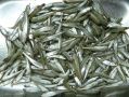 На предприятии в Крыму нашли пять тонн сомнительной рыбы