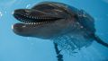 Американцы "нашли" в Сирии боевых дельфинов из Крыма