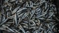Около пяти тонн сомнительной рыбы нашли на предприятии в Крыму