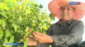 Севастопольские аграрии планирую собрать 13 тонн малины в этом году