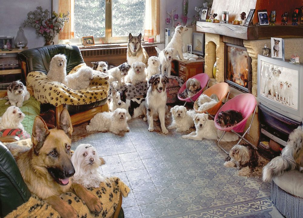 Cat in a dogs world. Много животных в квартире. Домашние животные в доме. Дом для собаки. Много собак в квартире.