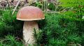 Роспотребнадзор рекомендует как выбирать и готовить грибы