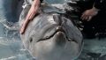 Власти Крыма проверят дельфинарий, где расчленили дельфина