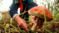 Советы покупателям. Как безопасно купить и приготовить грибы?