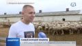 В Красногвардейском, самый молодой фермер на грант от Минсельхоза приобрёл 100 овец
