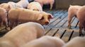 В Нижнегорском районе выявили свиней без регистрации