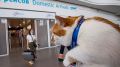 Туристов в аэропорту Симферополя встретил кот Мостик
