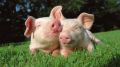 Специалистами ГБУ РК «Раздольненский районный ВЛПЦ» проводился отбор проб крови свиней для мониторинговых исследований