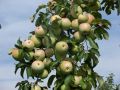 500 миллионов выделили на сбор яблок в Крыму