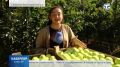 В Крыму начался сбор яблок