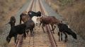 В Крыму сельчан просят следить за крупным рогатым скотом — животные выходят на ж/д пути
