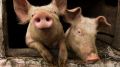 Специалистами ГБУ РК «Джанкойский районный ВЛПЦ» проводятся массовые противоэпизоотические мероприятия на свиноводческих предприятиях Джанкойского района