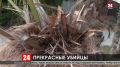 Каштаны и пальмы в Крыму поедают вредители