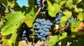 Более 3,2 тыс га виноградников заложили в Крыму за пять лет