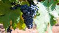 Виноделию Крыма хватает собственного винограда – Минсельхоз