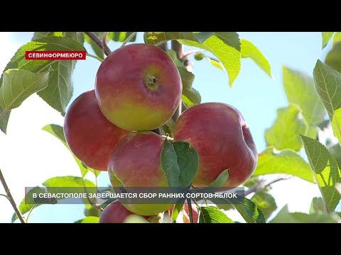 В Севастополе завершают сбор ранних сортов яблок