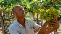 В Крыму появится уникальный для России виноградник