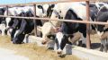 Крымские сельхозорганизации лидируют по среднесуточному надою молока в ЮФО - Андрей Рюмшин