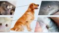 Специалисты лечебно-диагностического отдела ГБУ РК «Республиканский ВЛПЦ» напоминают владельцам собак о необходимости обработки питомцев от иксодовых клещей