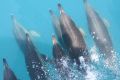 В крымских дельфинариях 10 афалин получат генетические паспорта