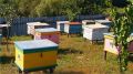 Специалистами ГБУ РК «Сакский районный ВЛПЦ» проводятся мероприятия направленные на профилактику и диагностику заболеваний медоносных пчёл