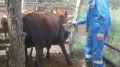 Специалистами ветеринарной службы  Первомайского района проводятся плановые профилактические мероприятия по недопущению возникновения и распространения туберкулеза и сибирской язвы у молодняка крупного рогатого скота