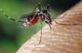 Смертельно опасных насекомых обнаружили в поселке Ливадия