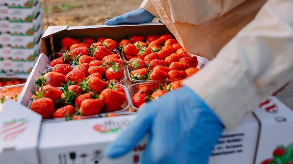 Крымские аграрии собрали 4 тысячи тонн плодово-ягодной продукции
